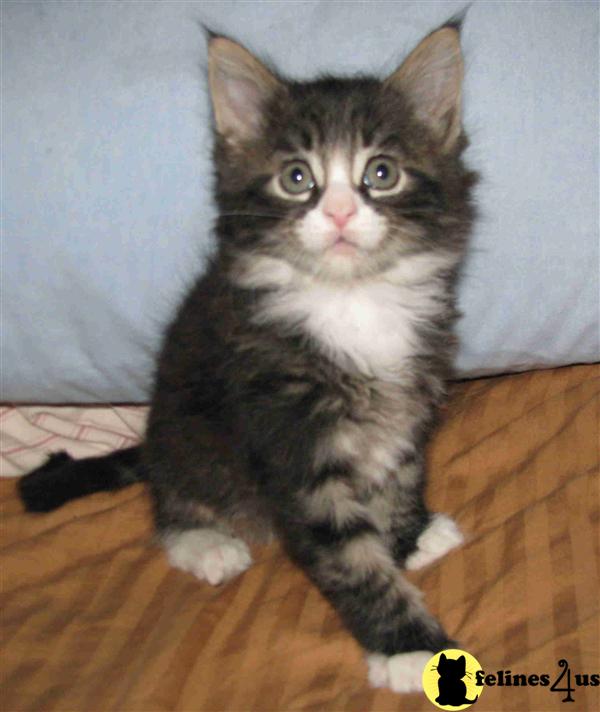 Maine Coon Kittens