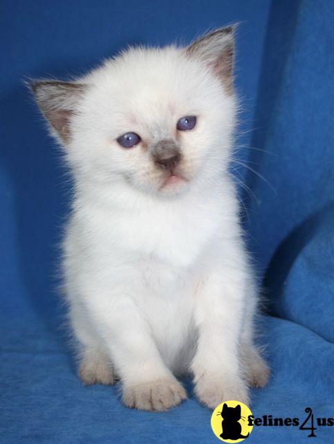 Siamese Kittens Siamese