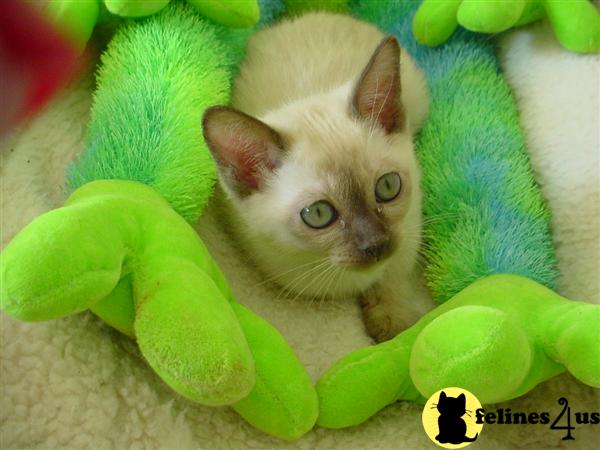 Tonkinese Kittens for Sale