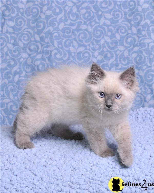 ARAB, AL USA, Ragdoll Kittens