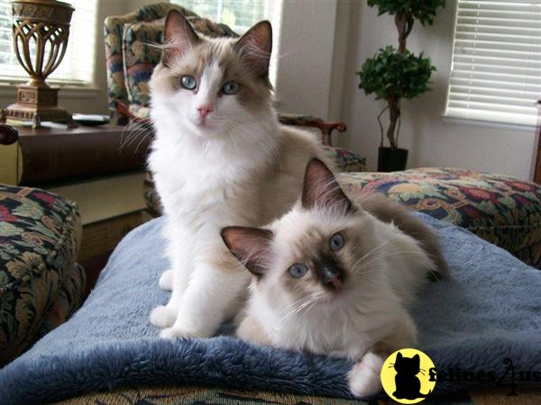 VA USA, Ragdoll Kittens