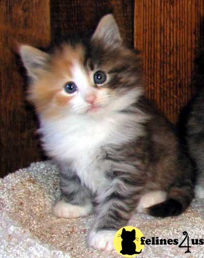 Kittens Norwegian Forest