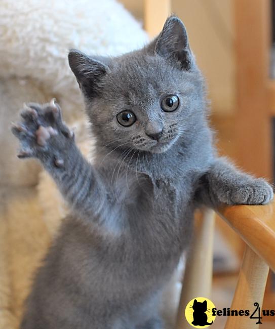Chartreux Kittens for Sale