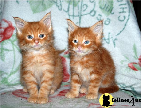 Maine coon kittens