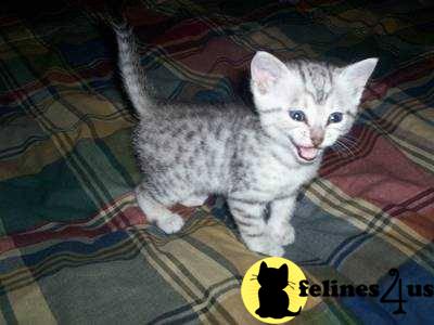 Egyptian Mau Kittens