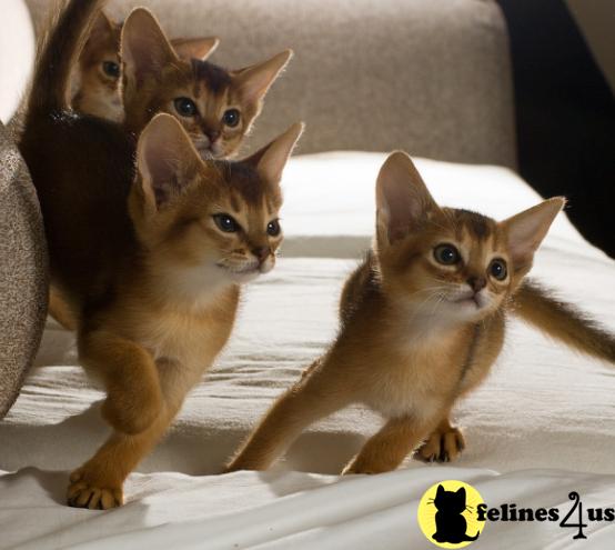 VA USA, Abyssinian Kittens