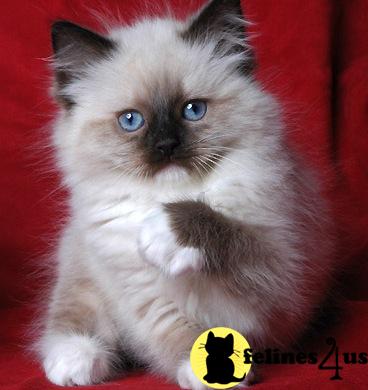 IL USA, Ragdoll Kittens