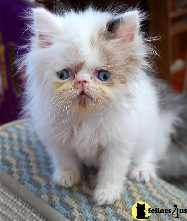 Himalayan Kitten for Sale Beautiful Himalayan and Persian Kittens 5