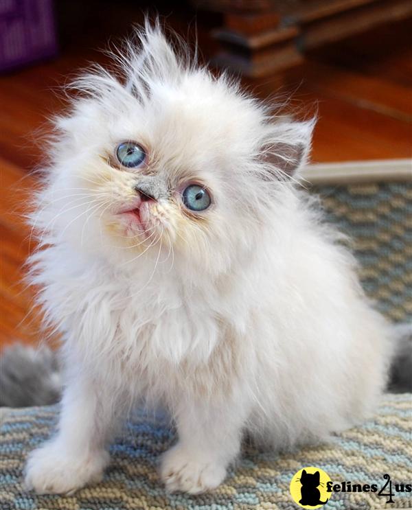 Himalayan Kitten for Sale Beautiful Himalayan and Persian Kittens 5