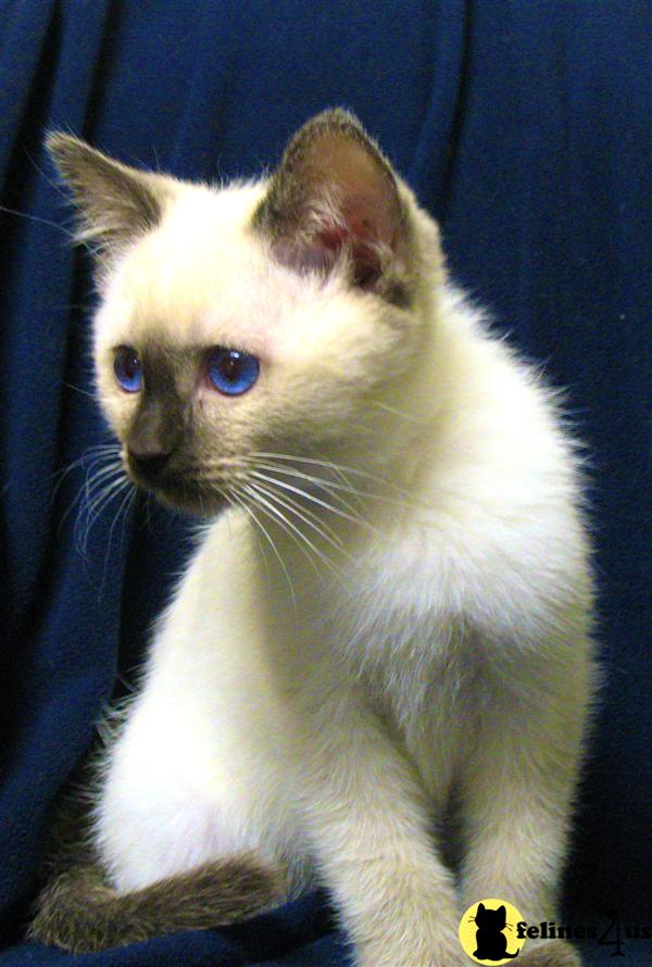 Siamese Kitten For Sale: Adorable Siamese Kittens 5 Yrs And 5 Mths Old