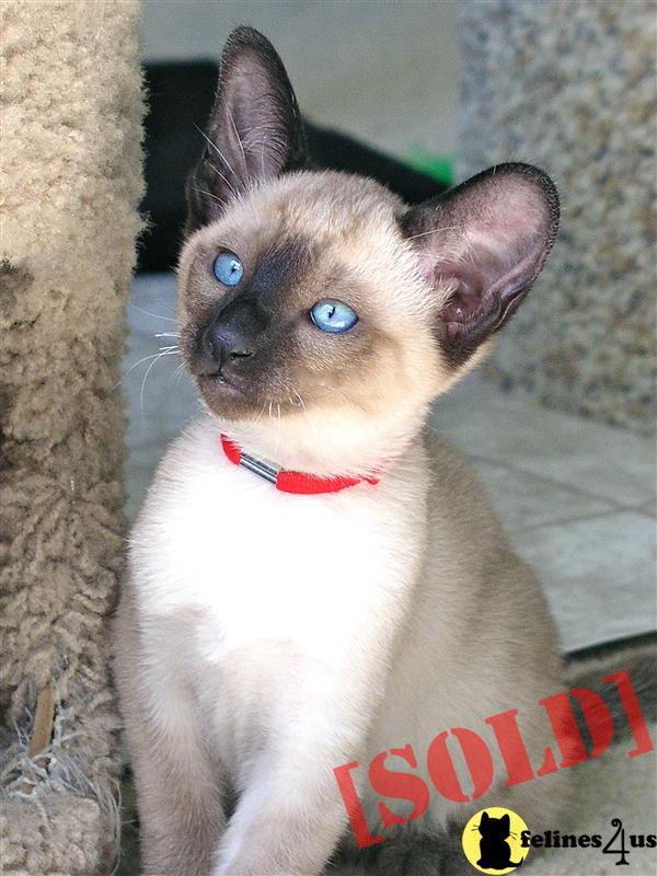 Seal Point Siamese Kittens For Sale