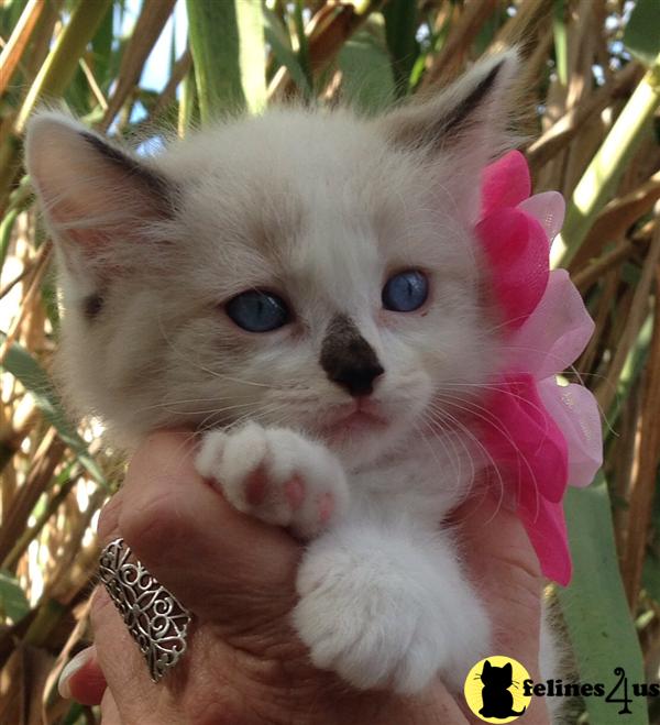 Kittens for Sale in California