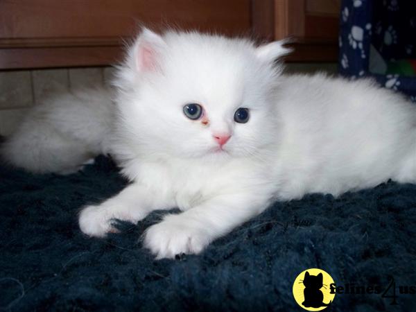 baby doll persian