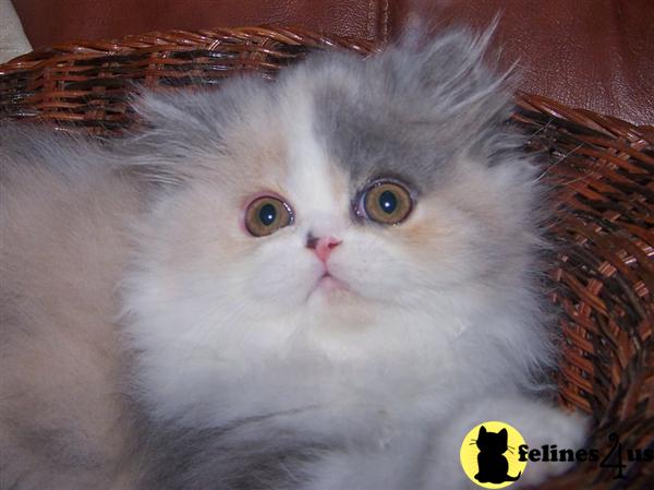 PA USA, Persian Kittens