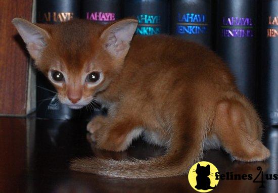 cinnamon abyssinian