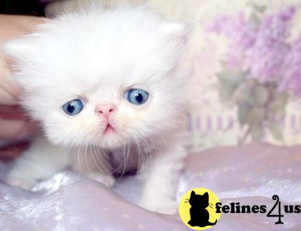 PA USA, Persian Kittens