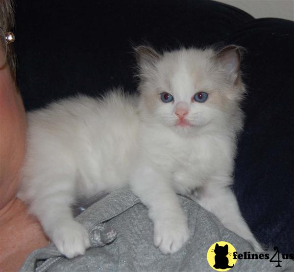 Ragdoll Kittens in California