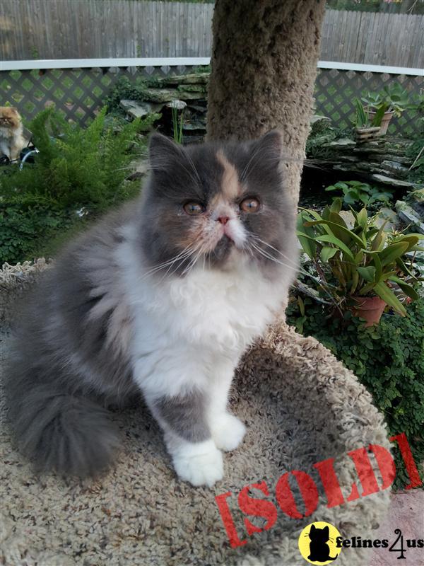 Dilute Calico Female