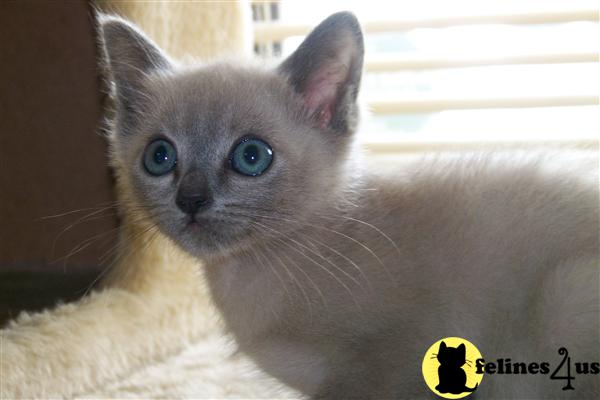 PA USA, Tonkinese Kittens