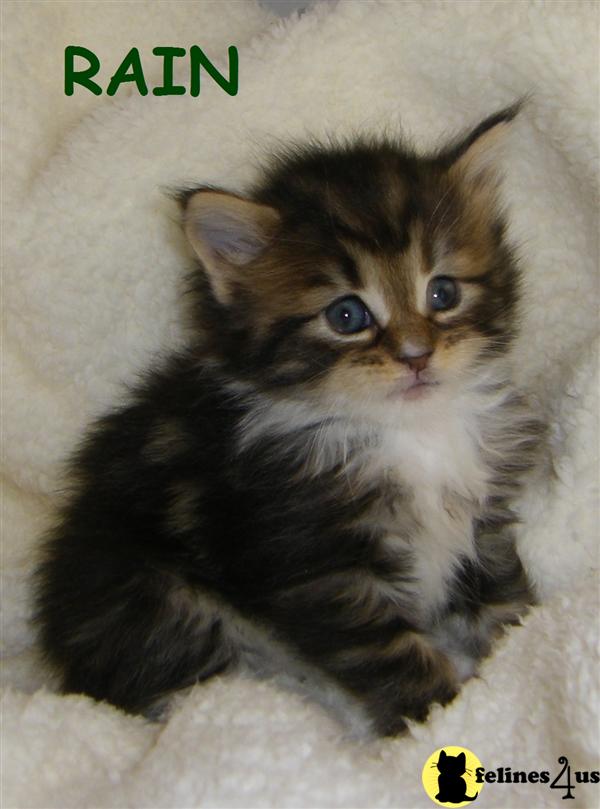 NC USA, Maine Coon Kittens