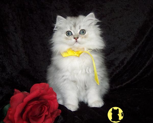 toy persian kittens for sale