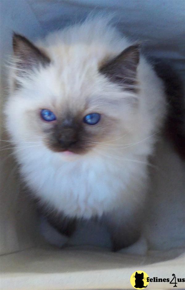 Baby Ragdoll Kitten