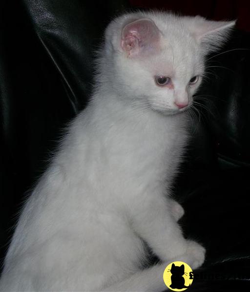 Turkish Angora Kitten for Sale: Turkish Angora/Siamese Kittens - ONE