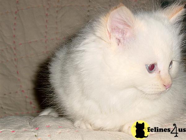 Ragdoll Kitten for Sale: Ragdoll kittens T.I.C.A Registered 11 Yrs and