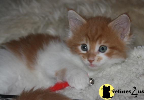 Maine Coon Kitten for Sale: Maine Coon-kittens fore sale 12 Yrs and 3