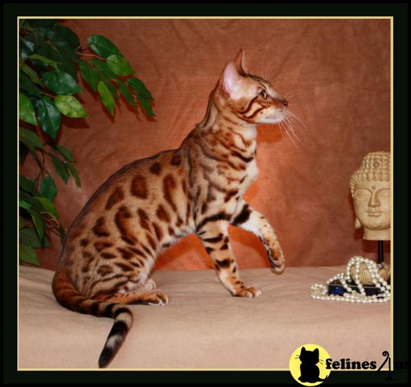 EXOTIC Leopard Spotted Bengal Kittens