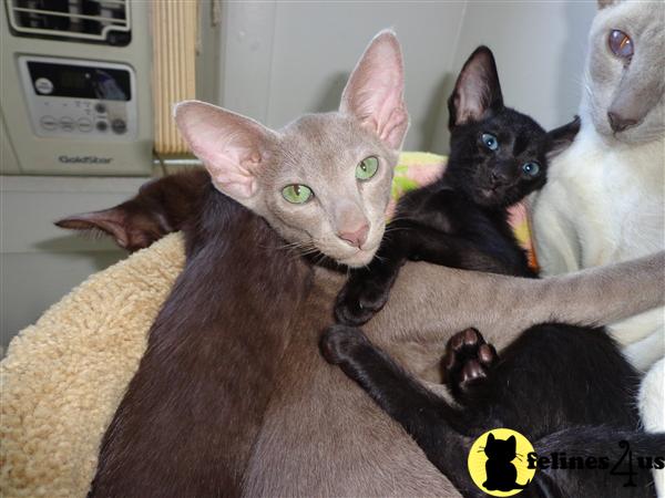 oriental shorthair kittens for sale nc Oriental shorthair kittens open
animal