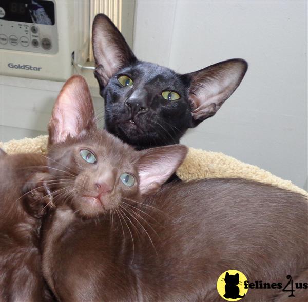 Oriental Kitten for Sale CFA Oriental Shorthair Kittens 11 Yrs and 6