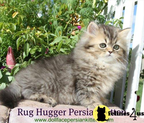 Truly Amazing Persian Rug Hugger for sale