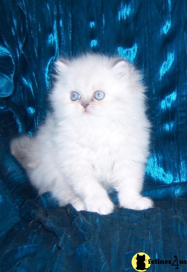 Himalayan Kitten for Sale: Blue Cream Point Himalayan Kittens 15 Yrs ...