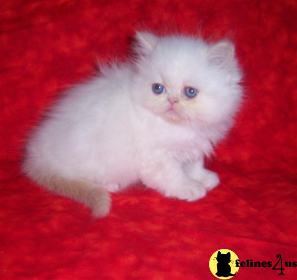 doll face himalayan cat