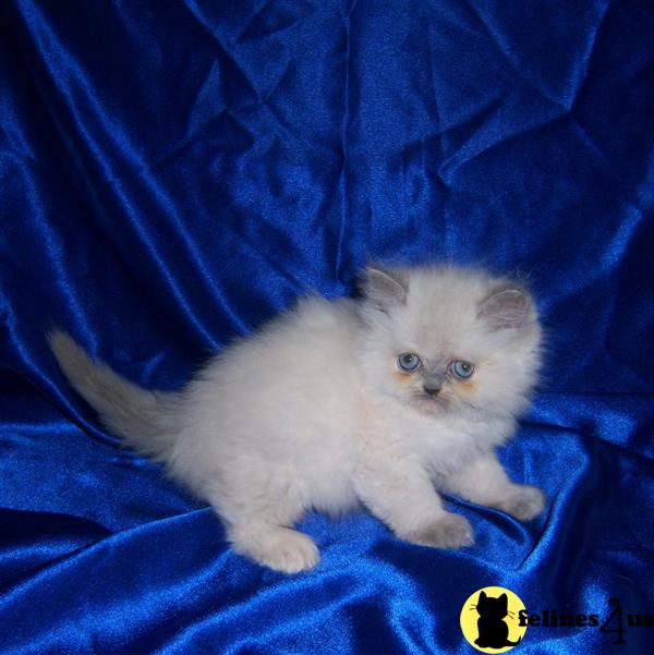 doll face himalayan cat