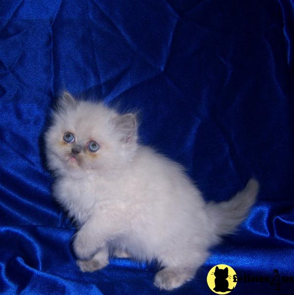 doll face himalayan cat