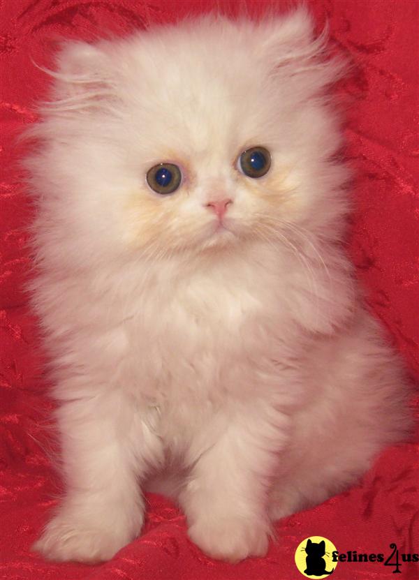 Persian Kitten for Sale: NC kittens 10 Yrs old