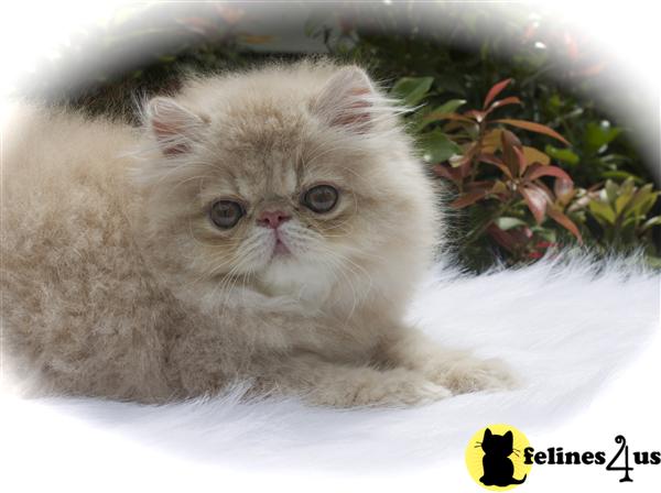 cream tabby kittens for sale