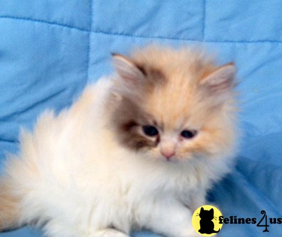 seal bicolor ragdoll for sale