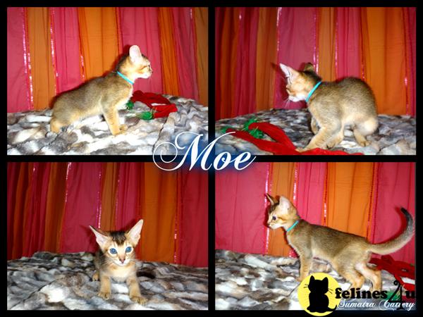 Abyssinian Kitten for Sale: Ruddy Abyssinian Kittens 5 Yrs ...