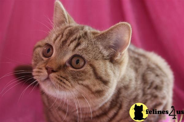 british shorthair red tabby kittens for sale