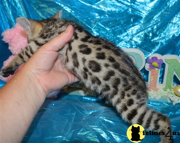 Bengal Kitten for Sale: TICA Reg. top quality Bengal ...