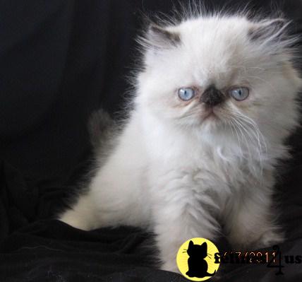 Persian Kitten for Sale: Tortie Point Himalayan Kitten -female 12 Yrs ...