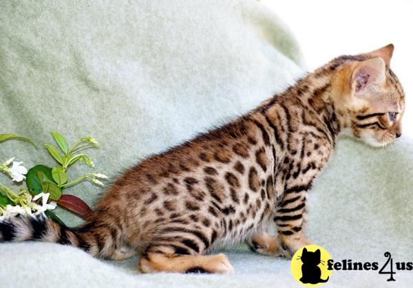 where can i buy a bengal kitten