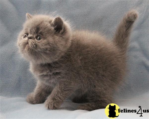 Exotic Shorthair Kitten for Sale: Beautiful exotic shorthair kittens ...