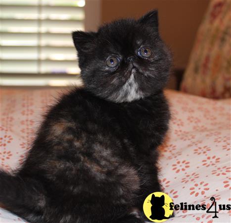 Exotic Shorthair Kitten for Sale: CFA Registered Exotic shorthair ...