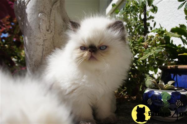 Himalayan Kitten for Sale: Chocolate Point Persian Himalayan Kittens 12 ...