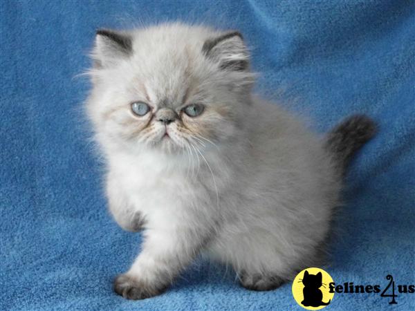 Himalayan Kitten for Sale: Adorable Seal Lynx Point Himalayan Girl 11 ...