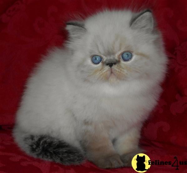 Seal Lynx Point Himalayan Baby Boy - SOLD